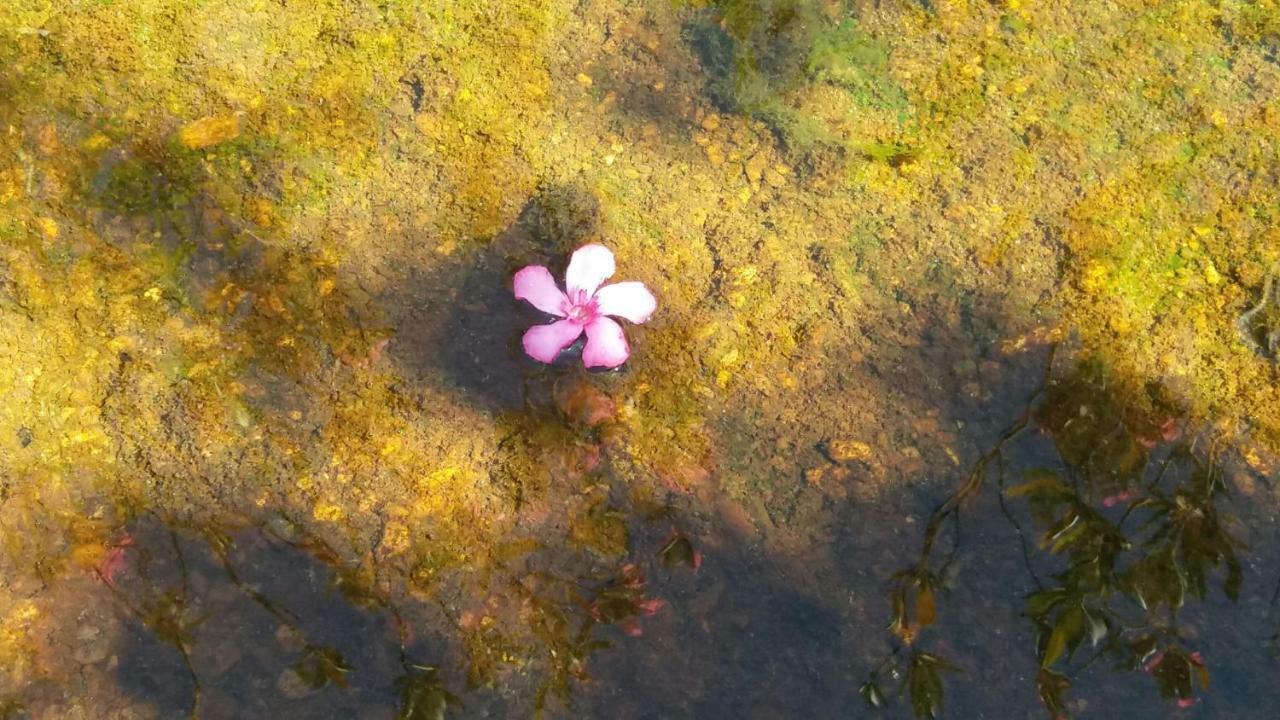 Agroturismo Flores Do Campo Villa Vila Verde de Ficalho ภายนอก รูปภาพ