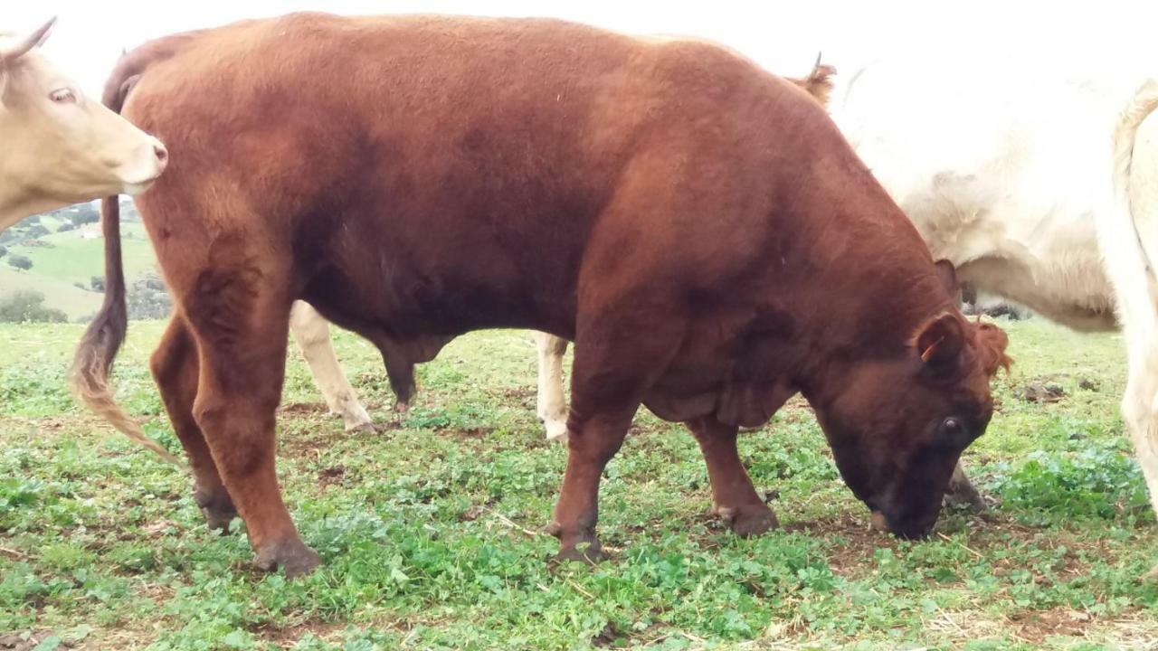 Agroturismo Flores Do Campo Villa Vila Verde de Ficalho ภายนอก รูปภาพ